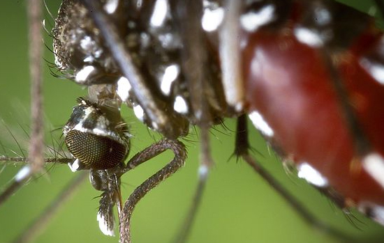 INTERVENTIONS PRÉVENTIVES CONTRE LE VIRUS DU NIL OCCIDENTAL